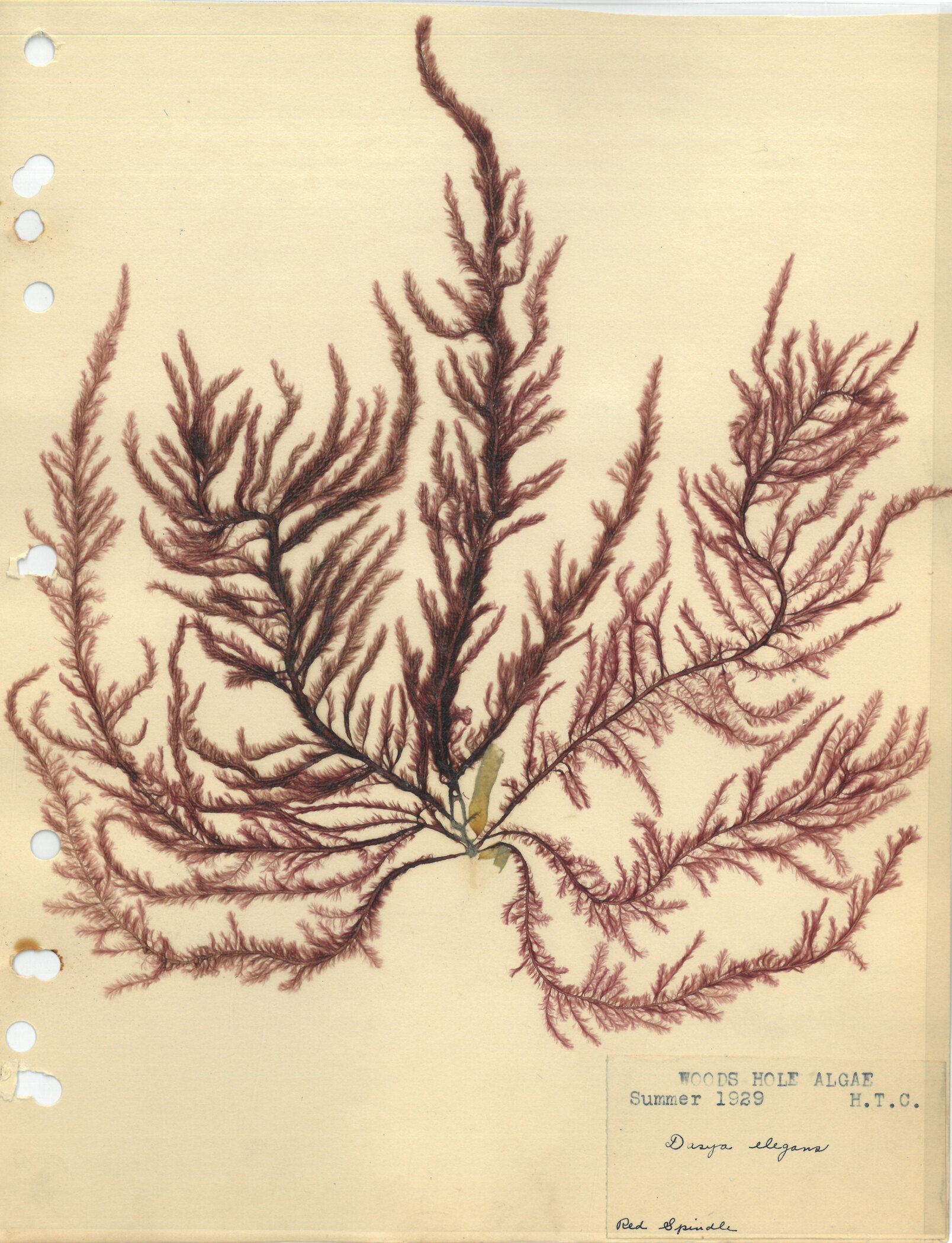 Mounted Algae, Dasya elegans