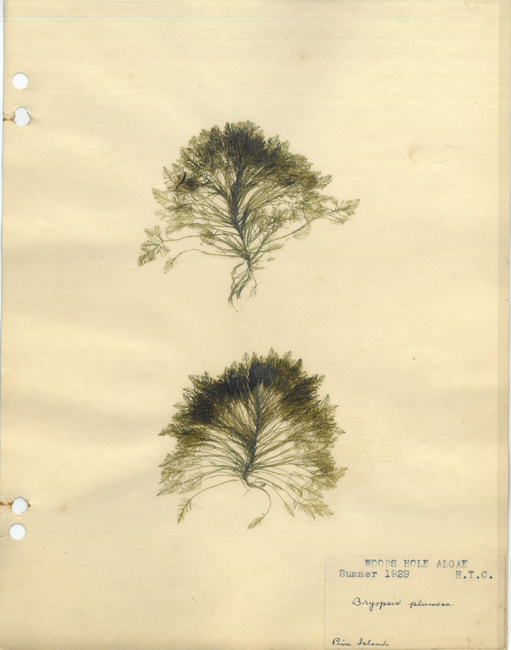 Mounted Algae, Bryopsis plumosa