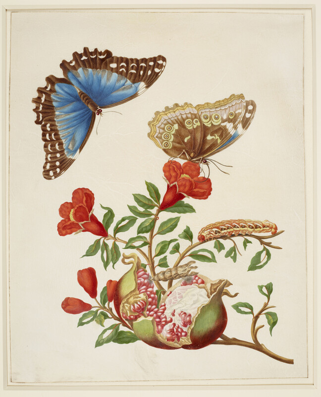 Pomegranate and Menelaus Blue Morpho Butterfly